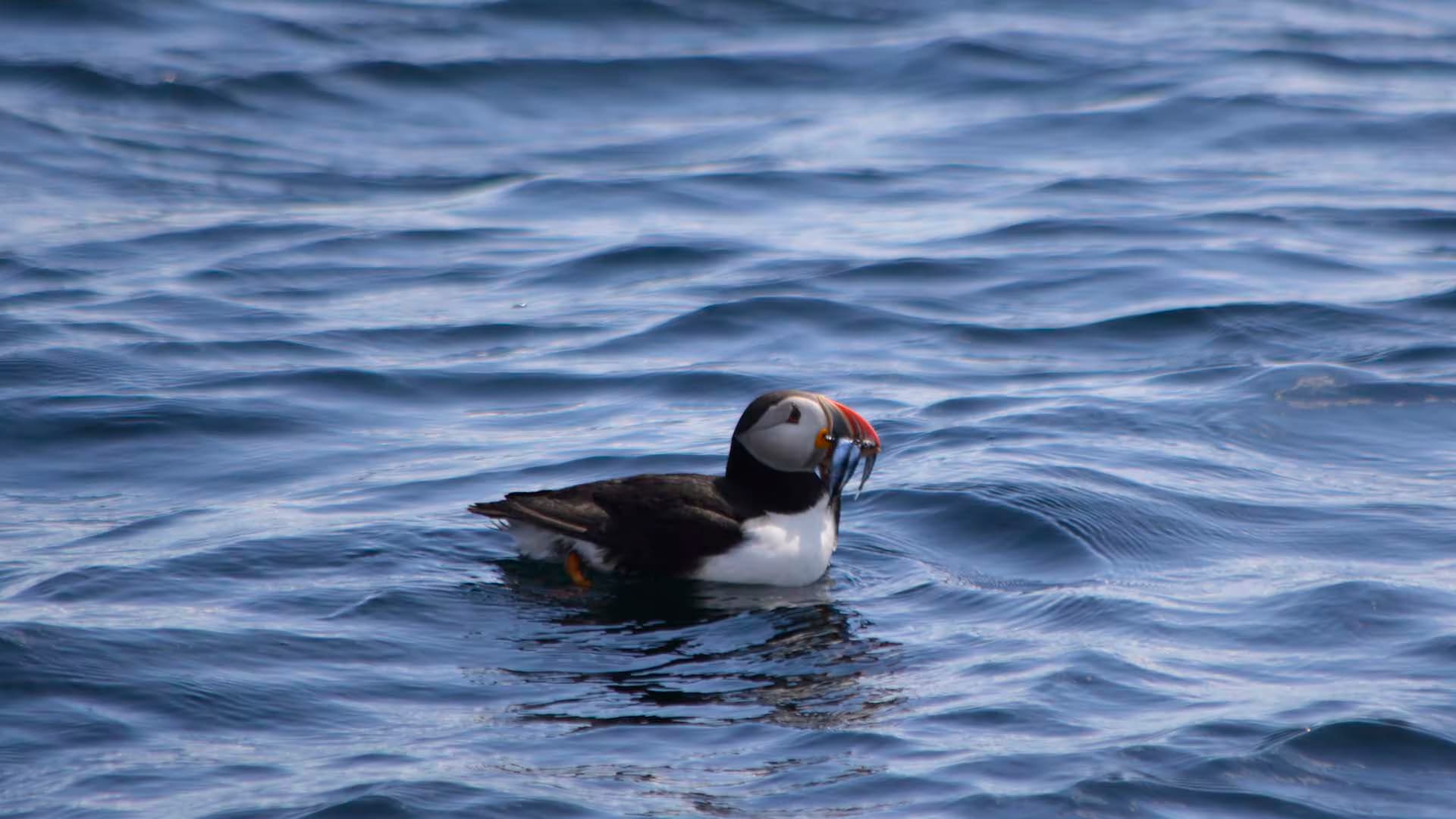Bird Island Boat Tours