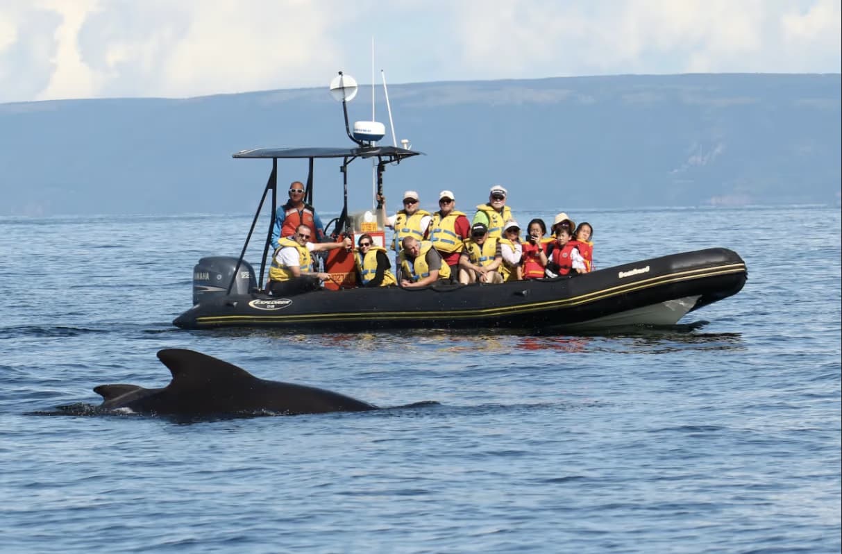 Captain Zodiac Whale Cruise