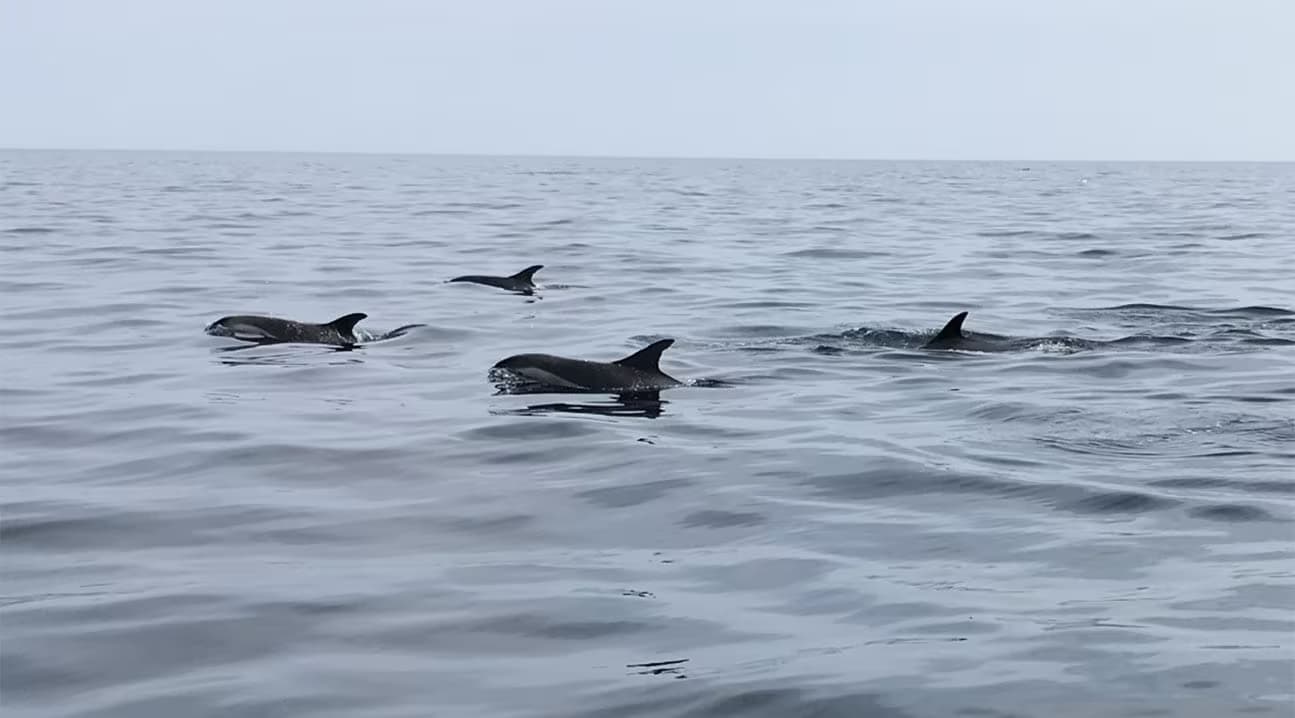Dixon’s Zodiac Seafari Whale & Coastal Tours