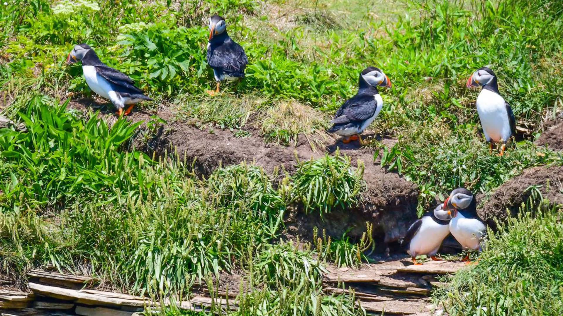 Donelda’s Bird Island Puffin Tours