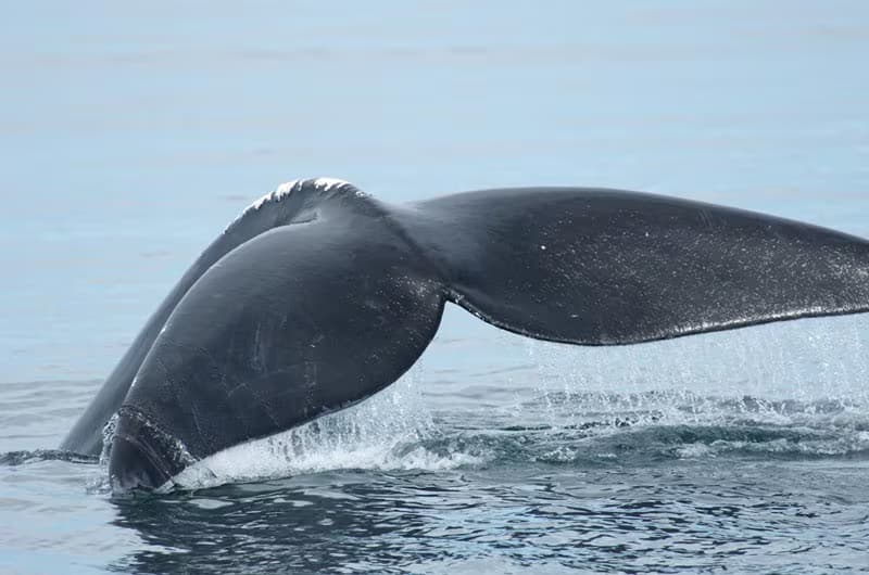 Cabot Trail Guaranteed Whale Adventures