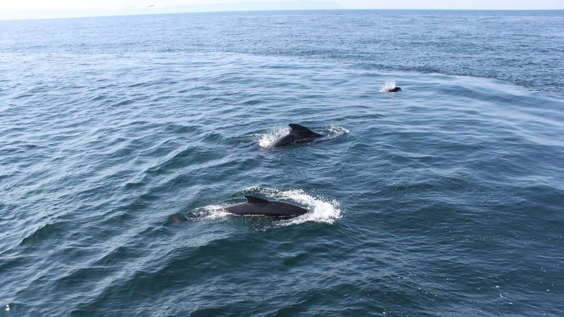 Ingonish Whalewatching Tours