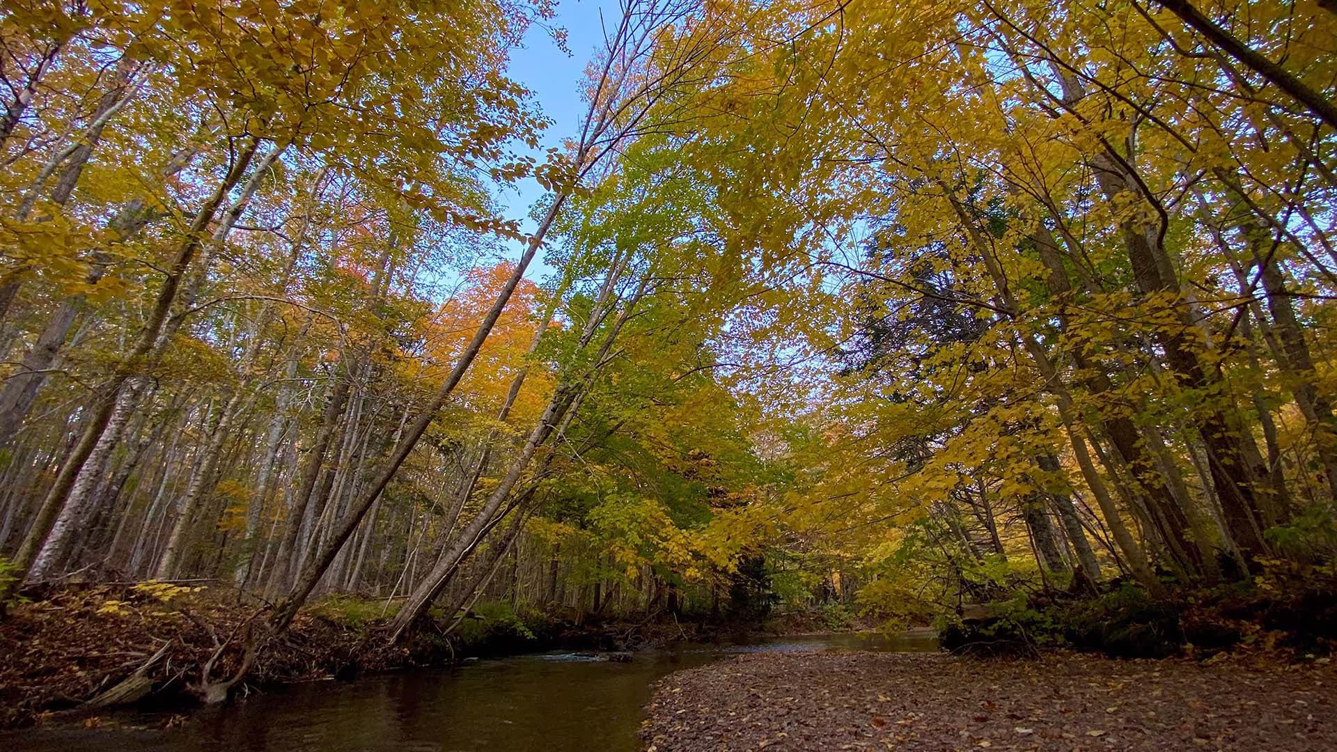 Lone Shieling Trail