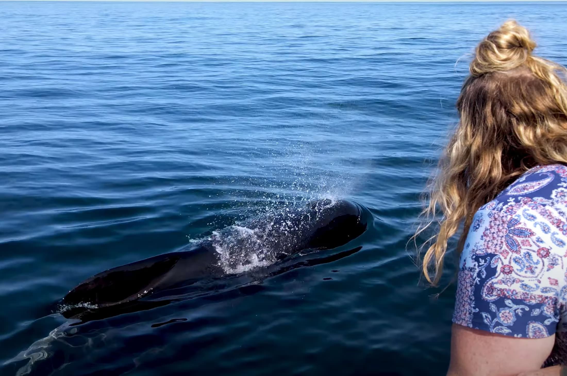 Pleasant Bay Whale Watching