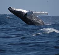 Capt. Cox’s Whale and Bird Watch